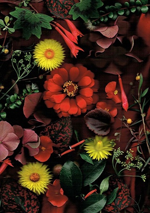 C Sterling |The Red Zinnia |Mcatamney gallery and design store  | geraldine NZ